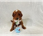Small Photo #9 Goldendoodle Puppy For Sale in ZOLFO SPRINGS, FL, USA