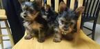 Small Photo #22 Yorkshire Terrier Puppy For Sale in SUWANEE, GA, USA