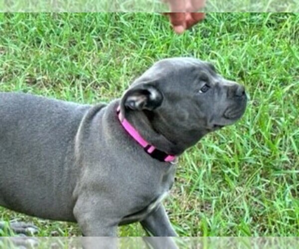 Medium Photo #1 Cane Corso Puppy For Sale in PARIS, MI, USA