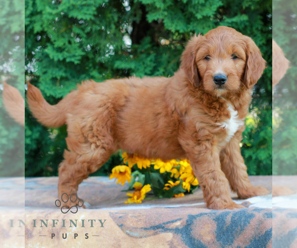 Medium Photo #4 Goldendoodle Puppy For Sale in LITITZ, PA, USA