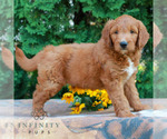 Small #3 Goldendoodle