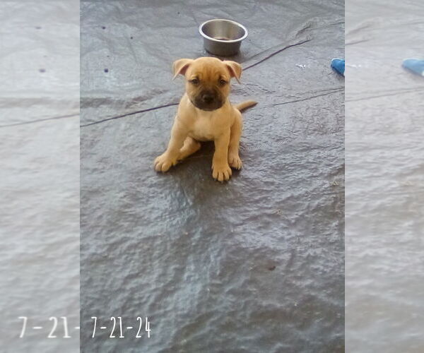 Medium Photo #14 Bulldog-Unknown Mix Puppy For Sale in Apple Valley, CA, USA