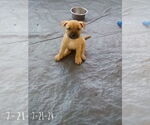 Small #13 Bulldog Mix