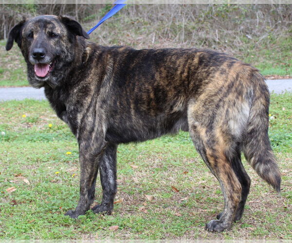 Medium Photo #3 Mutt Puppy For Sale in Prattville, AL, USA