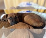 Small Photo #22 Black Mouth Cur-Unknown Mix Puppy For Sale in Wakefield, RI, USA