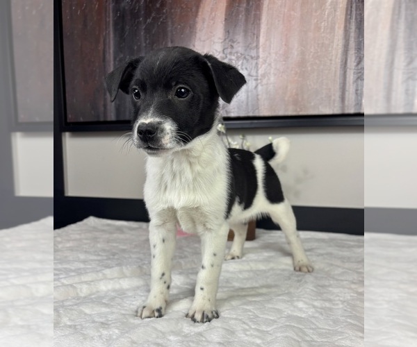 Medium Photo #4 Border Collie Puppy For Sale in FRANKLIN, IN, USA