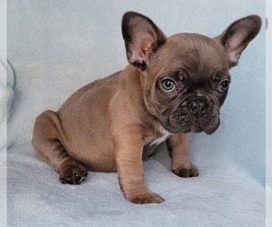 French Bulldog Puppy for sale in PINCKNEY, MI, USA