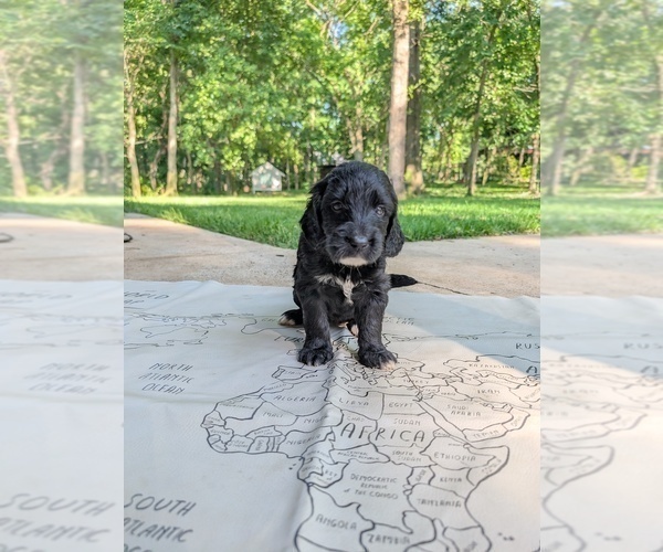 Medium Photo #7 Golden Mountain Doodle  Puppy For Sale in BROKEN ARROW, OK, USA