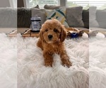 Small Photo #2 Cockapoo Puppy For Sale in INDIANAPOLIS, IN, USA