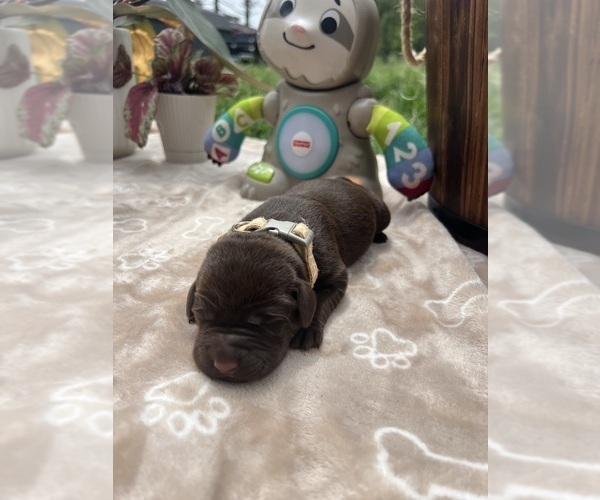 Medium Photo #5 Labrador Retriever Puppy For Sale in NEOLA, WV, USA