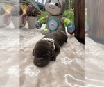 Small #4 Labrador Retriever