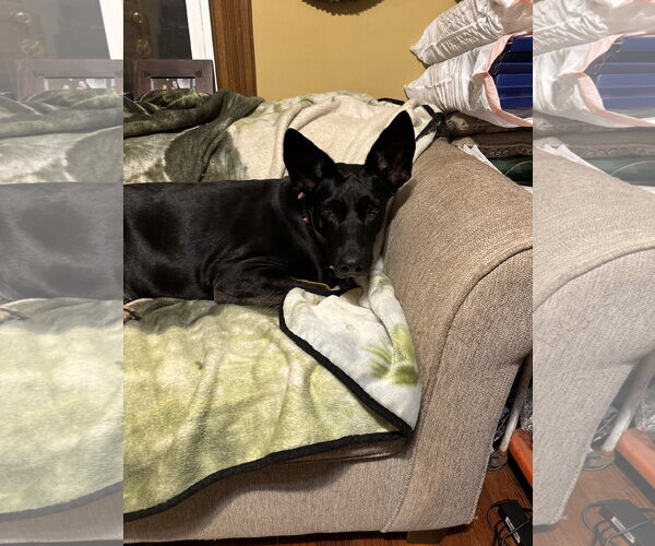 Medium Photo #5 Doberman Pinscher-German Shepherd Dog Mix Puppy For Sale in Minneaoplis, MN, USA