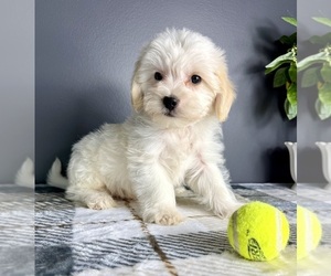 Maltipoo Puppy for sale in GREENFIELD, IN, USA