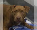 Small American Staffordshire Terrier