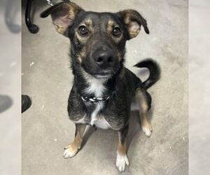Abigail - Female German Shepherd Dog-Unknown Mix Dog for Adoption - Photo #4