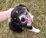 Small Photo #16 Australian Shepherd Puppy For Sale in MARIANNA, FL, USA