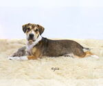 Small #2 Mutt