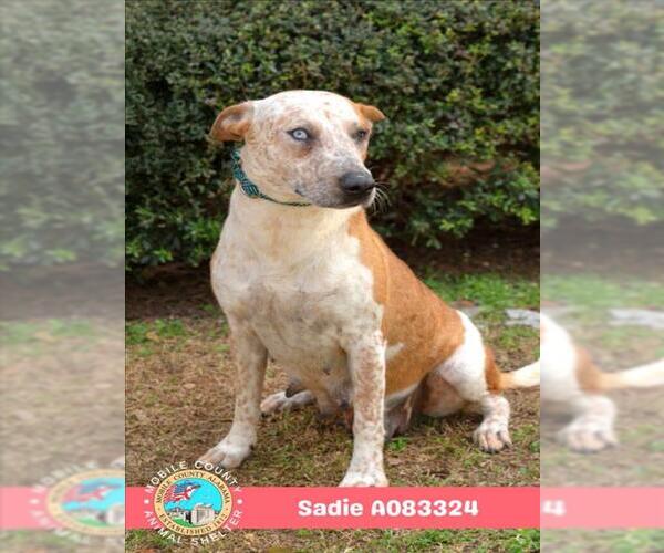 Medium Photo #2 Mutt Puppy For Sale in Mobile, AL, USA