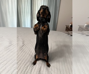 Mother of the Dachshund puppies born on 04/13/2025
