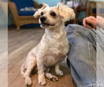 Small #1 Maltese Mix