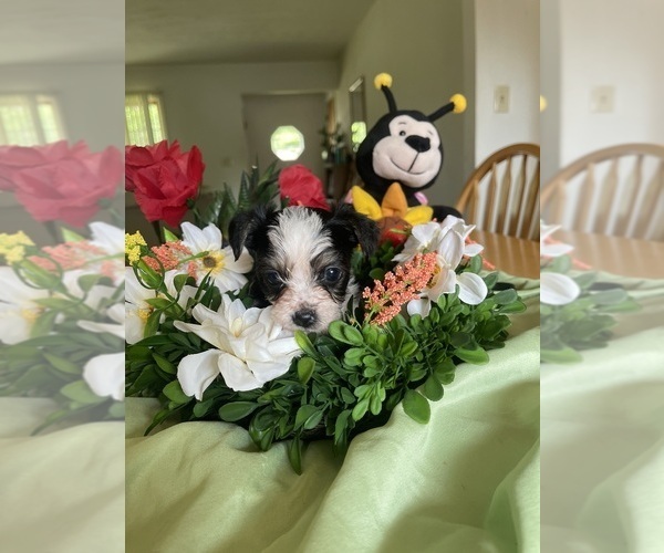 Medium Photo #4 Yorkshire Terrier Puppy For Sale in ROCKFORD, IL, USA