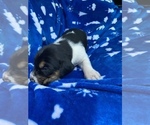 Small Photo #17 American Foxhound Puppy For Sale in AIKEN, SC, USA