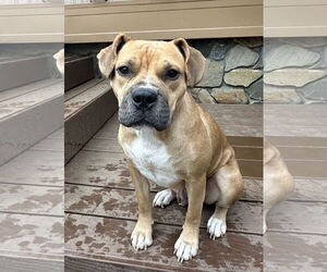 Boxer-Unknown Mix Dogs for adoption in Westminster, MD, USA