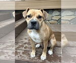 Small Boxer Mix