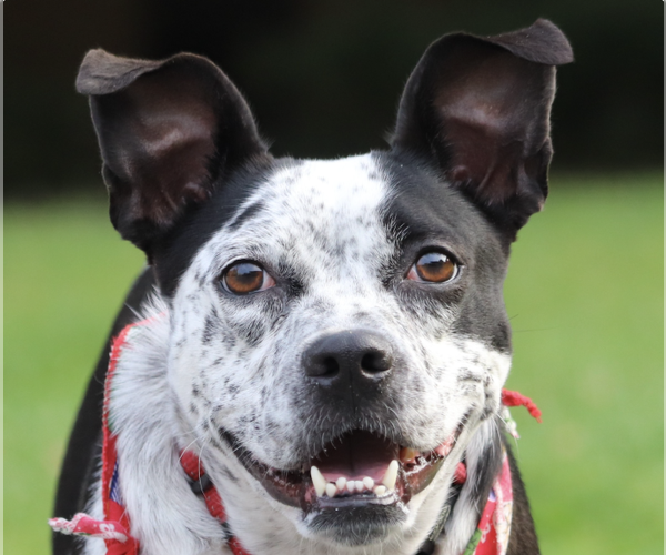Medium Photo #1 Boston Terrier-Unknown Mix Puppy For Sale in San Ramon, CA, USA