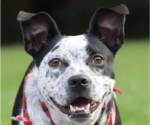 Small Boston Terrier Mix
