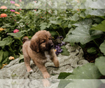 Small #2 Bernese Mountain Dog-Caucasian Shepherd Dog Mix