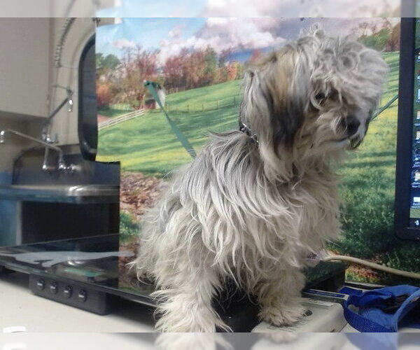 Medium Photo #1 Maltese-Unknown Mix Puppy For Sale in Moreno Valley, CA, USA