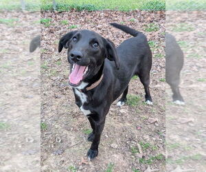 Colonial Cocker Spaniel-Unknown Mix Dogs for adoption in Boston, MA, USA