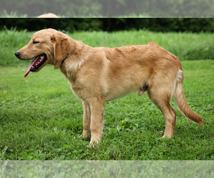 Cocker Spaniel Puppy for sale in LIBERTY, KY, USA