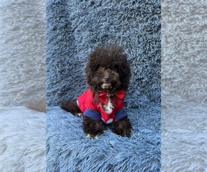 Cavapoo Puppy for sale in JEFFERSONVILLE, IN, USA