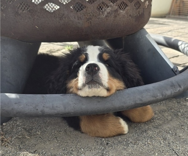 Medium Photo #9 Bernese Mountain Dog Puppy For Sale in SALMON, ID, USA