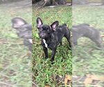 Small Photo #4 French Bulldog Puppy For Sale in Weston, FL, USA