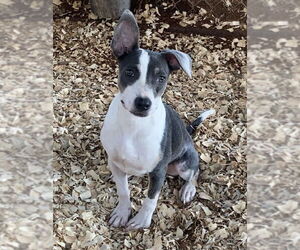 Rat Terrier-Unknown Mix Dogs for adoption in Huntsville, AL, USA