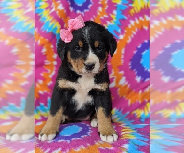 Medium Photo #2 Greater Swiss Mountain Dog Puppy For Sale in AIRVILLE, PA, USA