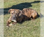 Small Photo #4 American Staffordshire Terrier-Boxer Mix Puppy For Sale in Huntley, IL, USA