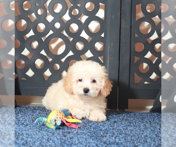 Medium Photo #3 Poodle (Toy) Puppy For Sale in MOUNT VERNON, OH, USA