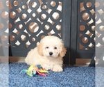 Small #2 Poodle (Toy)