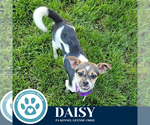 Small #1 Chihuahua Mix