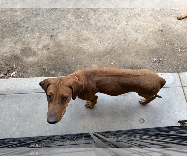 Medium Photo #15 Labrador Retriever-Rhodesian Ridgeback Mix Puppy For Sale in FRESNO, CA, USA