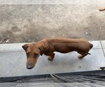 Small #14 Labrador Retriever-Rhodesian Ridgeback Mix