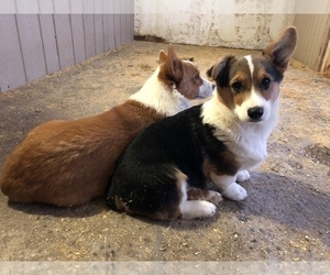 Pembroke Welsh Corgi Puppy for sale in ARTHUR, IL, USA