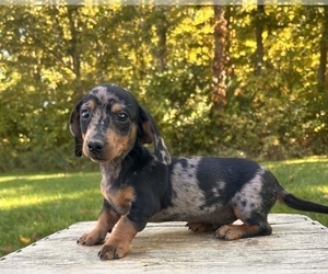 Dachshund Puppy for sale in MIDDLEBURY, IN, USA