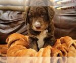 Puppy Brownie Doodle-Labradoodle Mix