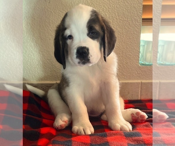 Medium Photo #2 Saint Bernard Puppy For Sale in COLORADO SPRINGS, CO, USA