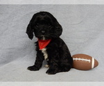 Small Photo #6 Cockapoo Puppy For Sale in MILLERSBURG, OH, USA